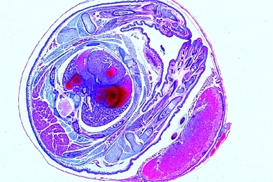 Mikropräparat - Uterus mit Embryo der Ratte, quer