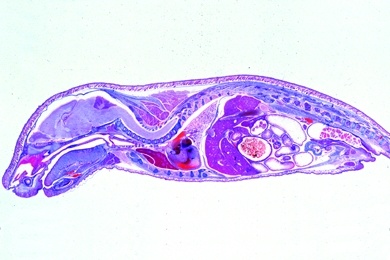 Mikropräparat - Embryo der Maus, ganzes Tier sagittal längs