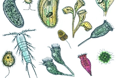Mikropräparat - Plankton-Streupräparat II
