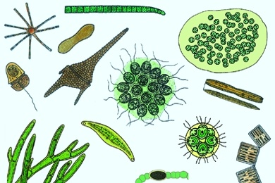 Mikropräparat - Plankton-Streupräparat III