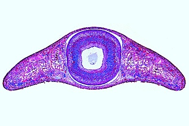 Mikropräparat - Planaria, Strudelwurm, Querschnitt durch die Körpermitte