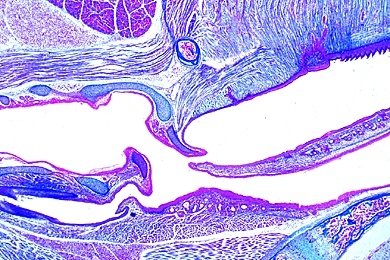 Mikropräparat - Kehlkopf embryonal, quer