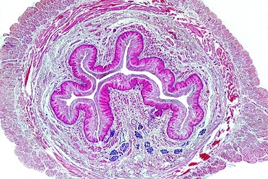 Mikropräparat - Speiseröhre (Oesophagus), quer