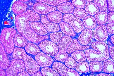 Mikropräparat - Hoden der Maus, quer, Entwicklung der Samenzellen...