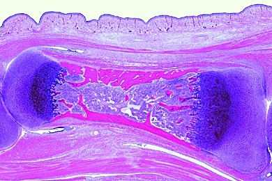 Mikropräparat - Knochenentwicklung, embryonaler Röhrenknochen längs