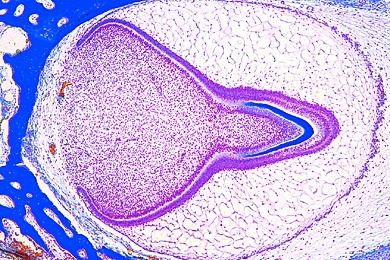 Mikropräparat - Zahnanlage vom Embryo, längs