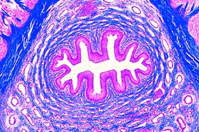 Mikropräparat - Harnröhre (Urethra), quer
