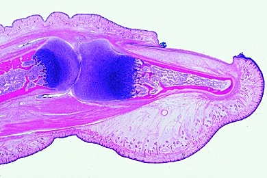 Mikropräparat - Nagelanlage vom Embryo, längs