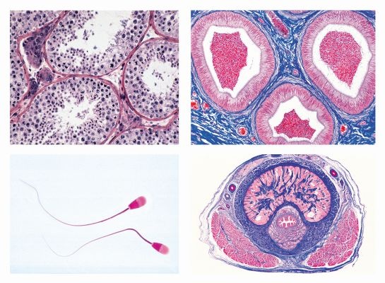 Histologie, Nervensystem, 10 Mikropräparate, Mit ausführlichem Begleittext