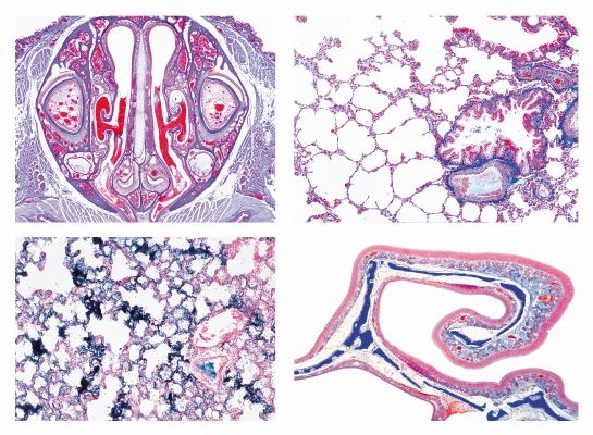 Histologie, Atmungsorgane, 6 Mikropräparate, mit Begleittext