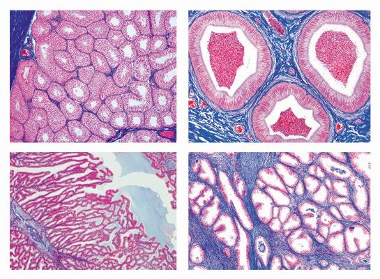 Histologie, Männliche Geschlechtsorgane, 7 Mikropräparate, mit ausführlichem Begleittext