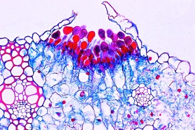 Mikropräparat - Puccinia graminis, Getreiderost, Uredosporen (Brandsporen) auf Weizenhalm, quer