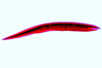 Mikropräparat - Lanzettfisch, Branchiostoma (Amphioxus), Jungtier, total