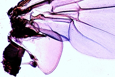 Mikropräparat - Gleichgewichtsorgan (Haltere) einer Fliege, total