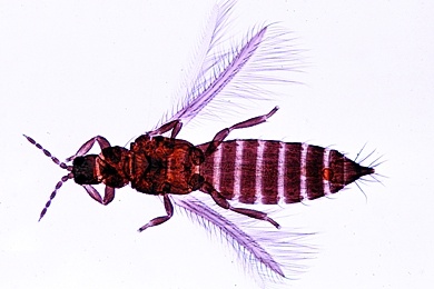 Mikropräparat - Blasenfuß, Thrips (Thysanoptera, Fransenflügler), total