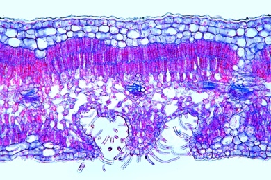 Mikropräparat - Nerium, Oleander, Blatt quer, Xeromorphes Blatt einer Trockenpflanze mit versenkten Spaltöffnungen