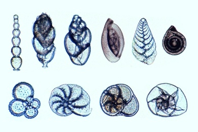 Mikropräparat - Foraminiferen, rezent, aus dem Mittelmeer, Streupräparat