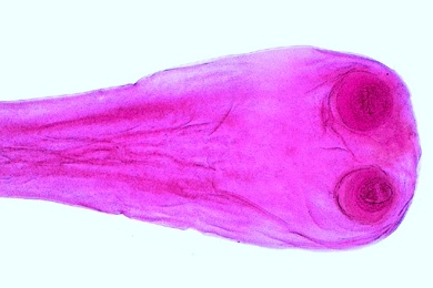 Mikropräparat - Taenia oder Moniezia, Bandwurm, Scolex (Kopf) mit Saugnäpfen, total