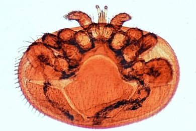 Mikropräparat - Acarapis woodi, Varroa, Milbenseuche der Biene, Totalpräparat