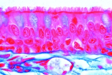 Mikropräparat - Flimmerepithel, im Querschnitt durch den Eileiter v. Schwein