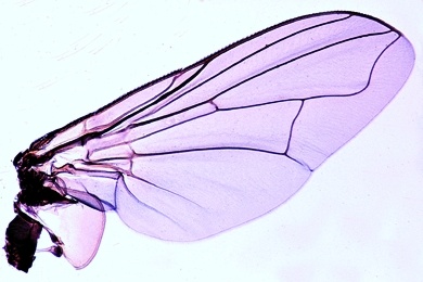 Mikropräparat - Stubenfliege, Flügel, total