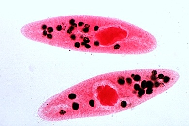 Mikropräparat - Paramaecium, Pantoffeltierchen