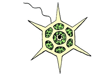 Mikropräparat - Silicoflagellaten