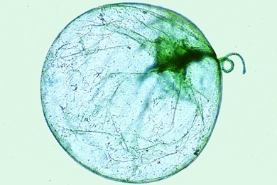 Mikropräparat - Noctiluca, mariner Flagellat (Meeresleuchten)
