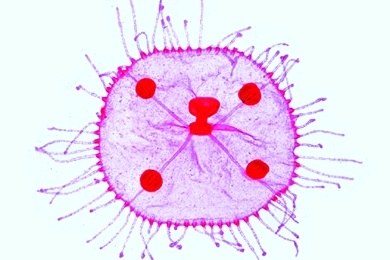 Mikropräparat - Medusen von Obelia