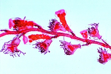 Mikropräparat - Campanularia, Hydroidpolyp