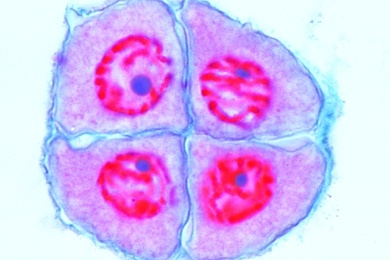 Mikropräparat - Meiose in den Pollenmutterzellen der Lilie (Lilium), 2. Reifeteilung, Interkinese - Vierzellenstadium
