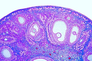 Mikropräparat - Ovar des Kaninchens, Follikelentwicklung, längs