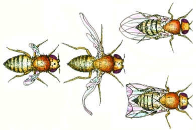 Mikropräparat - Drosophila, Wildtyp, total