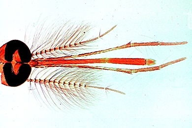 Mikropräparat - Culex pipiens, Kopf und reduzierte Mundteile vom Männchen