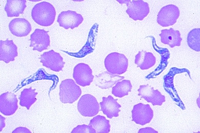 Mikropräparat - Beschälseuche (Dourine), Trypanosoma equiperdum, Blutausstrich