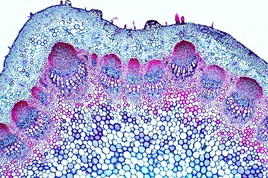 Mikropräparat - Monokotyler und dikotyler Stamm, Blumenrohr (Canna indica) und Sonnenblume (Helianthus), zwei Querschnitte in einem Präparat zum Vergleich