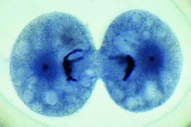 Mikropräparat - Furchungsteilungen in den Eiern vom Pferdespulwurm (Ascaris), Eisenhämatoxylin-Färbung