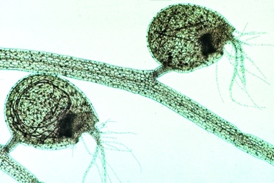 Mikropräparat - Fangblasen und Blätter vom Wasserschlauch (Utricularia), total