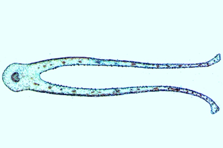 Mikropräparat - Venusfliegenfalle (Dionaea), Blatt, quer