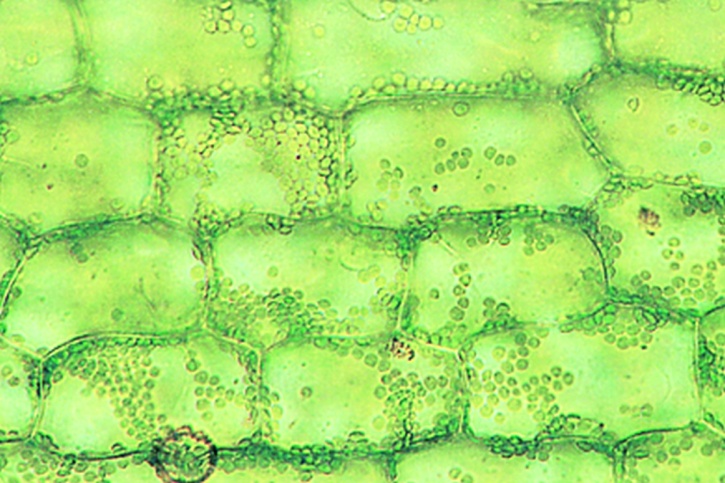 Mikropräparat - Wasserpest (Elodea), submerses Blatt ohne Spaltöffnungen, total