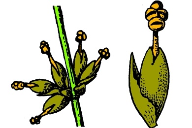 Mikropräparat - Ephedra, Meerträubel, männlicher Blütenzapfen, längs