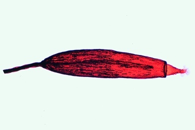 Mikropräparat - Sphagnum, Torfmoos, Sporenkapsel mit Sporen, längs, Laubmoose (Musci)