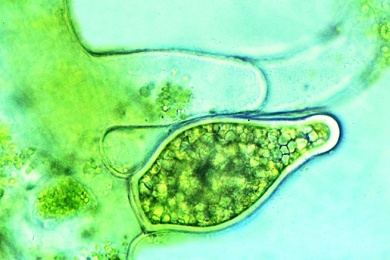 Mikropräparat - Vaucheria, schlauchförmige Grünalge mit Sexualstadien, total, Grünalgen (Chlorophyceae)
