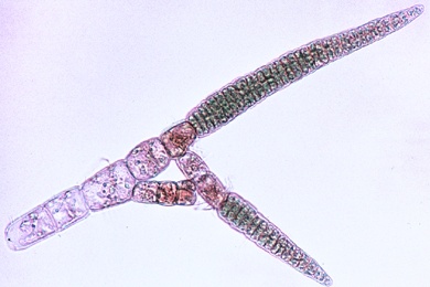 Mikropräparat - Ectocarpus, Braunalge, mit plurilokulären Gametangien, total