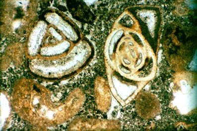 Kalkstein mit Miliolidae, Gesteinsdünnschliff Dauerpräparat