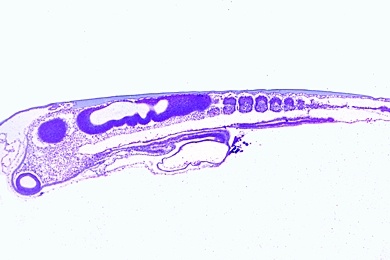 Mikropräparat - Huhn, 48 Stunden alter Keim, sagittal: Erste Differenzierungsvorgänge in Ectoderm und Mesoderm