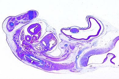Mikropräparat - Huhn, Sagittalschnitt durch einen 8 Tage alten Embryo: Organisation und Lage der embryonalen Organe