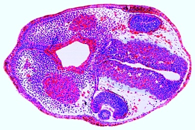 Mikropräparat - Frosch, Kopf- oder Kiemenregion der schlüpfreifen Larve, quer: Differenzierung der Organanlagen