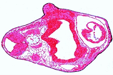 Mikropräparat - Frosch, Körperregion der schlüpfreifen Larve, quer: Organanlagen