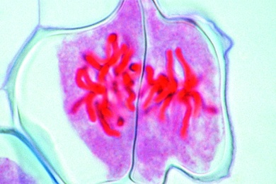 Mikropräparat - Lilie, Metaphase und Anaphase der zweiten Teilung (Mitose). Es entstehen vier haploide Kerne